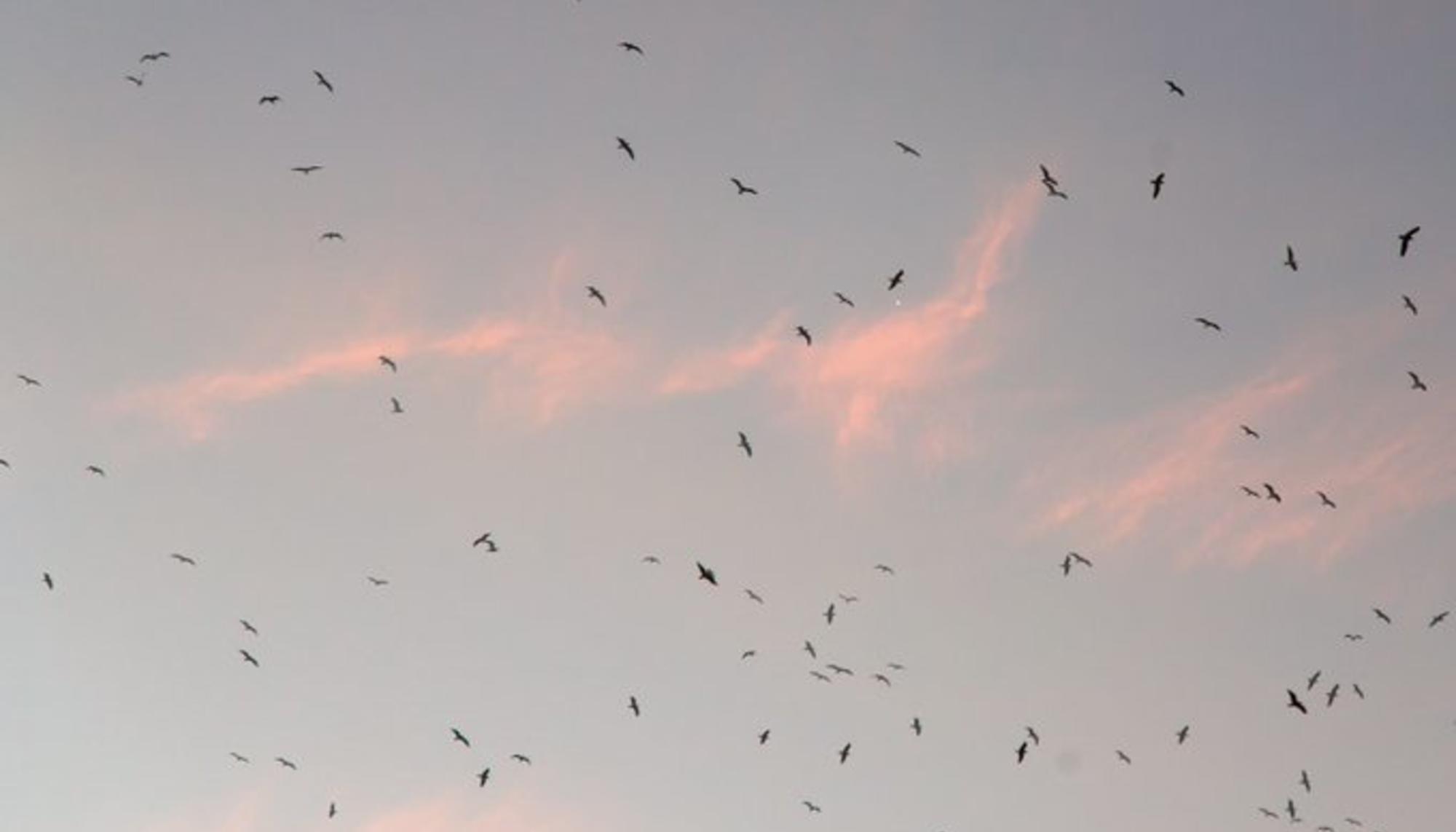 Cielo. Pájaros. Fauna. Animales. Clima